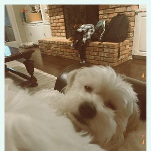 Meet your Posher, Annie